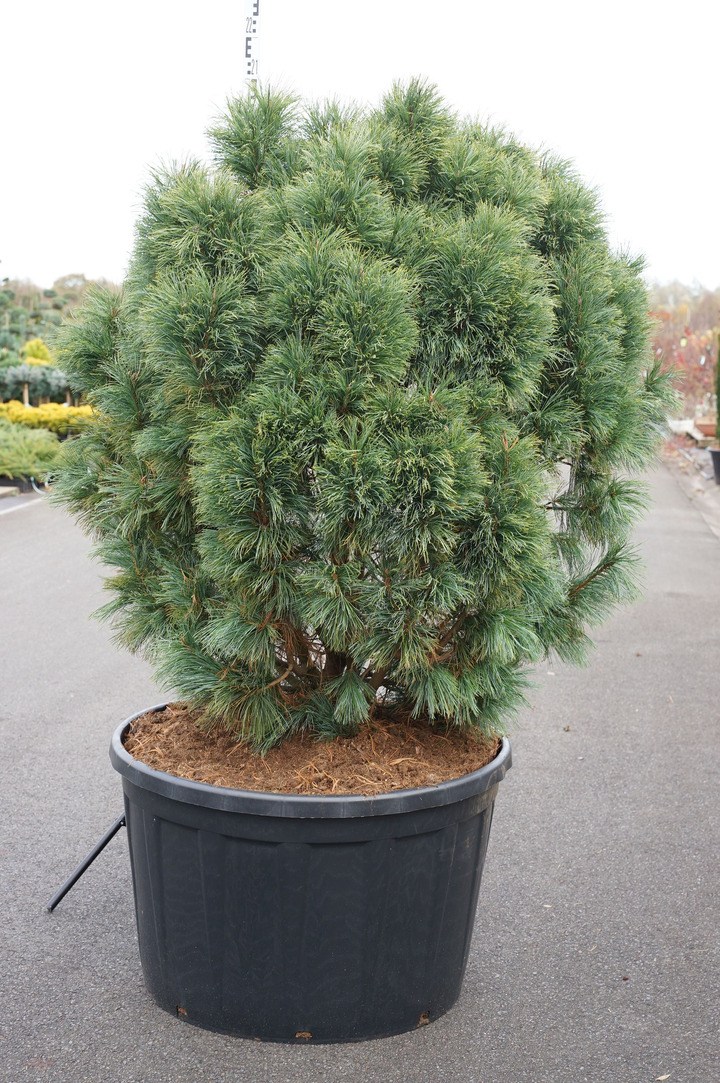 Pušis žemoji (Lot Pinus pumila) 'Glauca' C290 140-160 CM