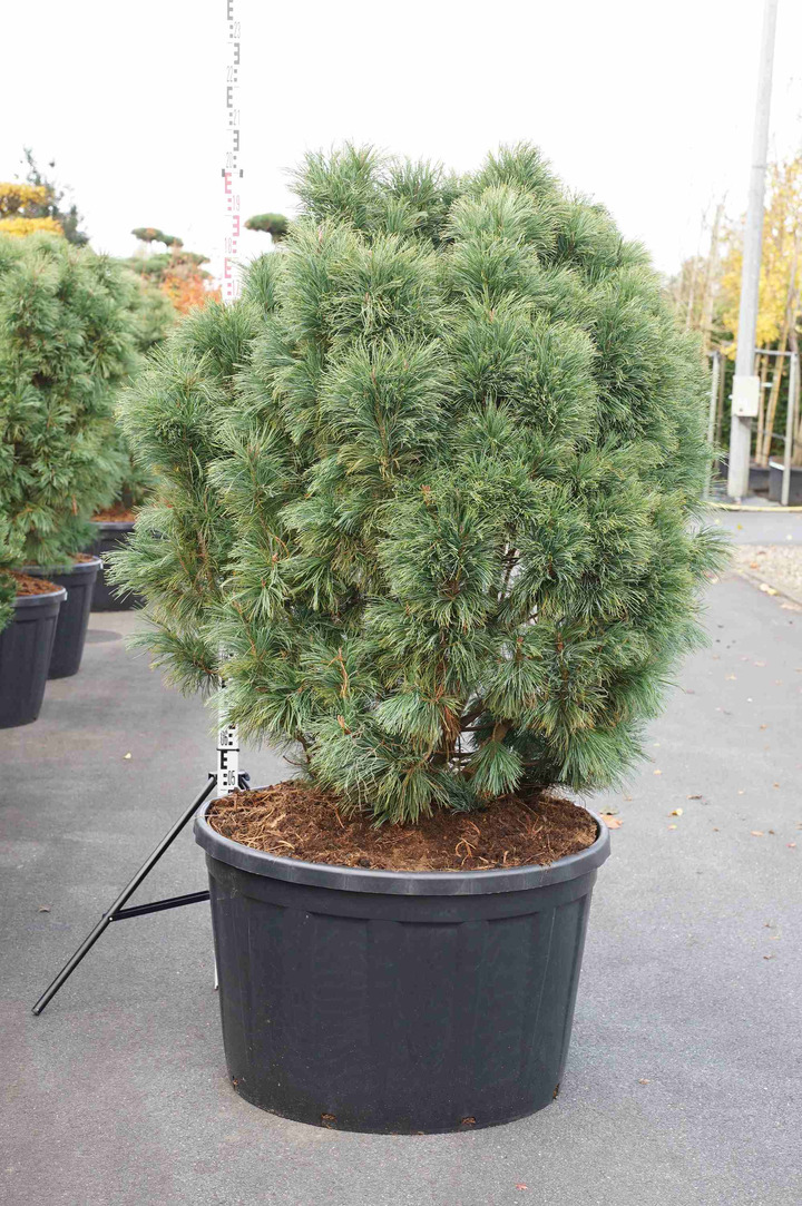 Pušis žemoji (Lot Pinus pumila) 'Glauca' C180 120/+ CM
