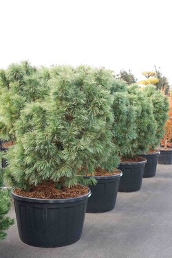 Pušis žemoji (Lot Pinus pumila) 'Glauca' C180 120/+ CM - nuotrauka 2