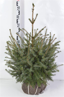 Eglė serbinė (Lot Picea omorika) 60-80 CM RB