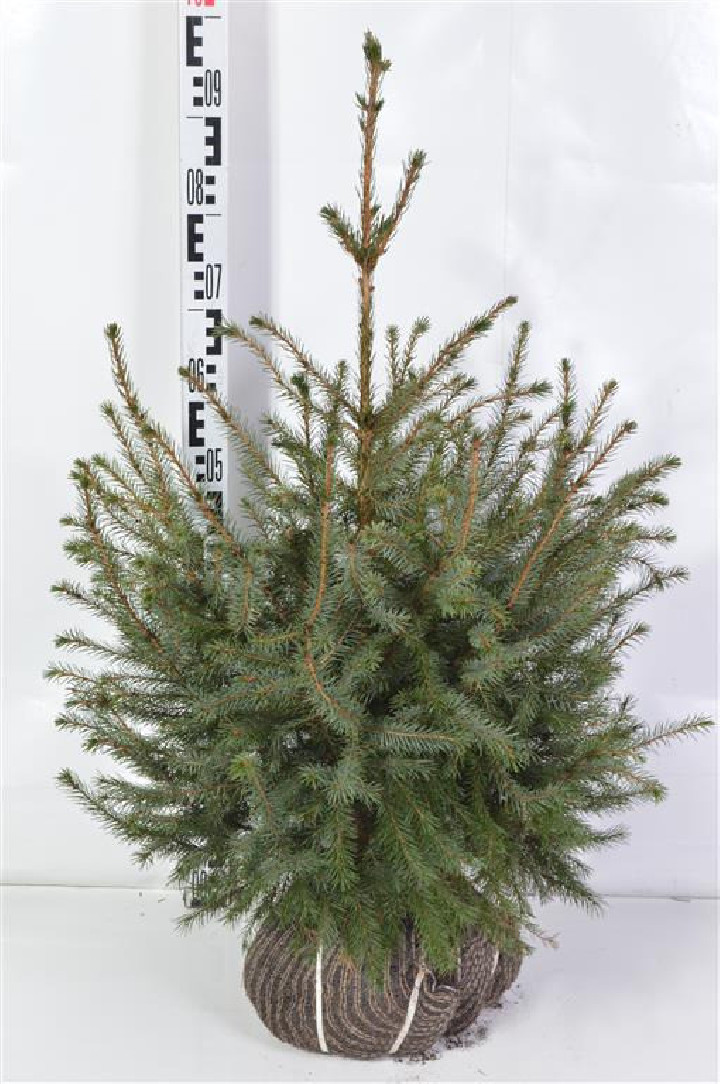 Eglė serbinė (Lot Picea omorika) 60-80 CM RB