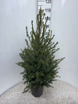 Eglė serbinė (Lot Picea omorika) C4/P21 80-100 CM