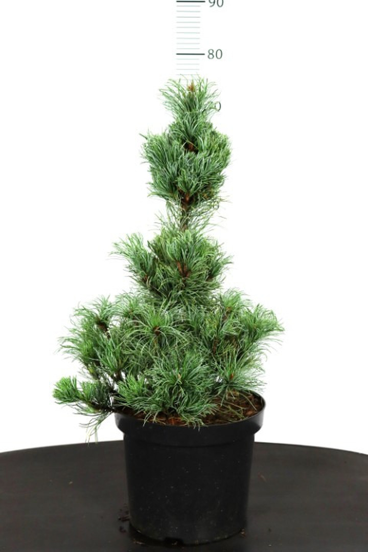 Pušis smulkiažiedė (Lot Pinus parv.) 'Bonnie Bergman' C7,5/P26 50-60 CM
