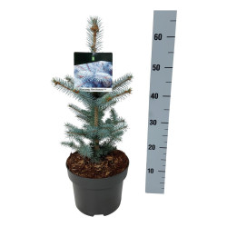 Eglė dygioji (Lot Picea pungens) 'Blue Diamond' C5/P23 30-40 CM