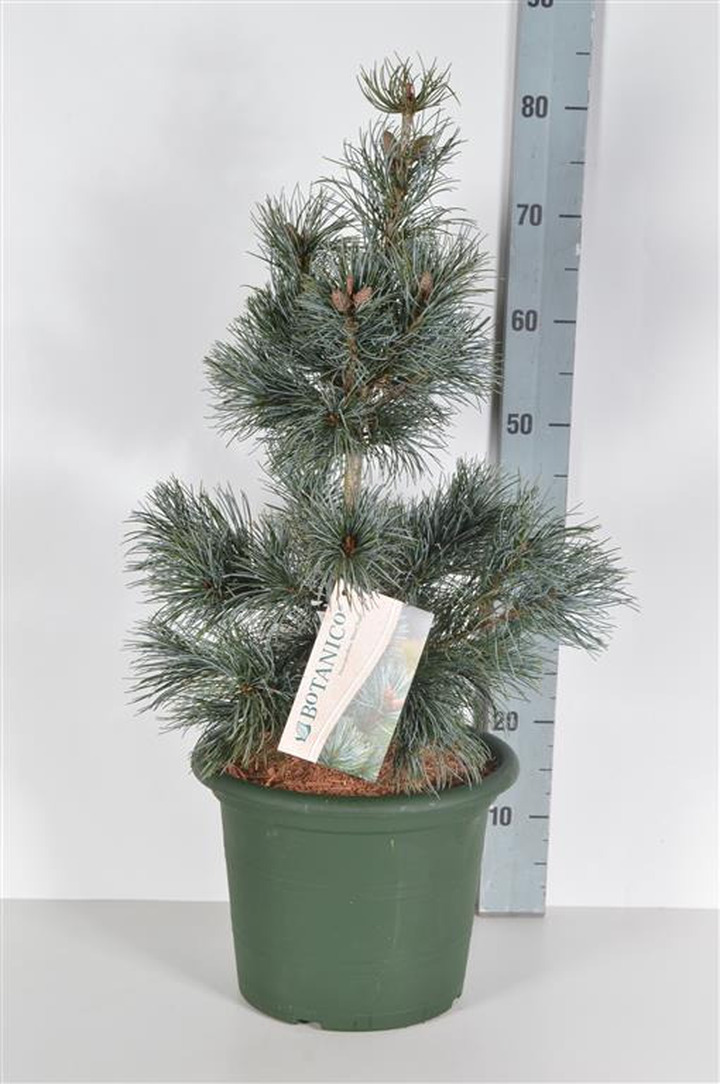 Pušis smulkiažiedė (Lot Pinus parv.) 'Blauer Engel' C10 40-50 CM
