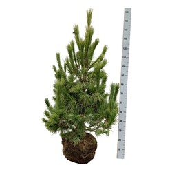 Pušis balkaninė (Lot Pinus peuce) 100-125 CM WIRE EXTRA