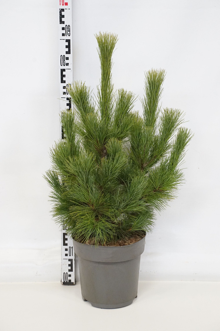Pušis balkaninė (Lot Pinus peuce) C10 60-80 CM