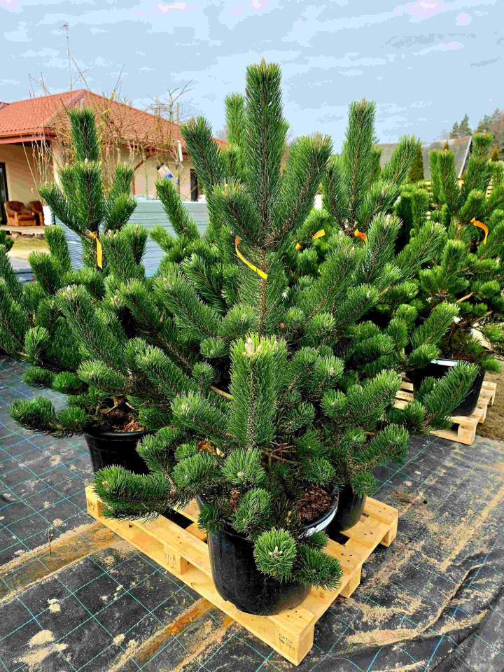 Pušis juodoji (Lot Pinus nigra) 'Oregon Green' C55 125-150 CM | PUŠYS | SPYGLIUOČIAI