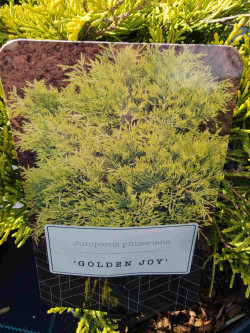 Tarpinis kadagys (Lot Juniperus pf.) 'Golden Joy' C2,5/P18 15-20 CM - nuotrauka 3
