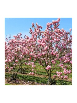 Magnolija (Lot Magnolia) 'Heaven Scent' C4/P21 60-80 CM - nuotrauka 2