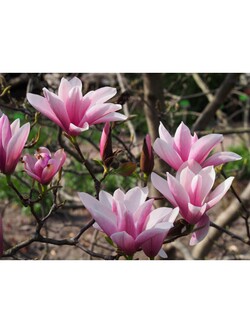 Magnolija (Lot Magnolia) 'Heaven Scent' C4/P21 60-80 CM - nuotrauka 3