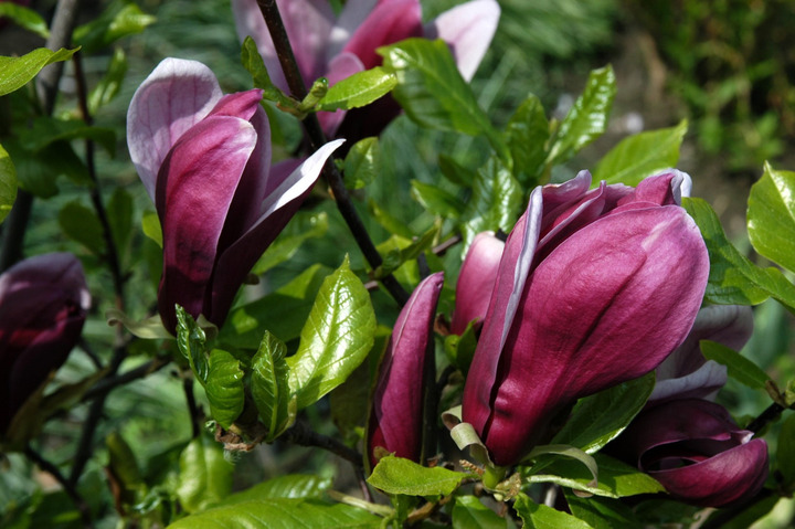 Magnolija liliiflora (Lot Magnolia liliiflora) 'Nigra' C3/P19 50-60 CM