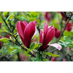 Magnolija liliiflora (Lot Magnolia liliiflora) 'Nigra' C3/P19 50-60 CM - nuotrauka 2