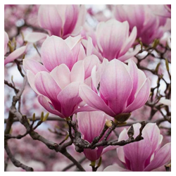 Magnolija sulanžo (Lot Magnolia soulangeana)  C3/P19 50-60 CM - nuotrauka 4