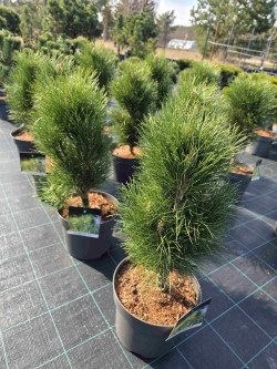 Pušis juodoji (Lot Pinus nigra) 'Green Tower' C7,5/P26 40-50 CM - nuotrauka 3