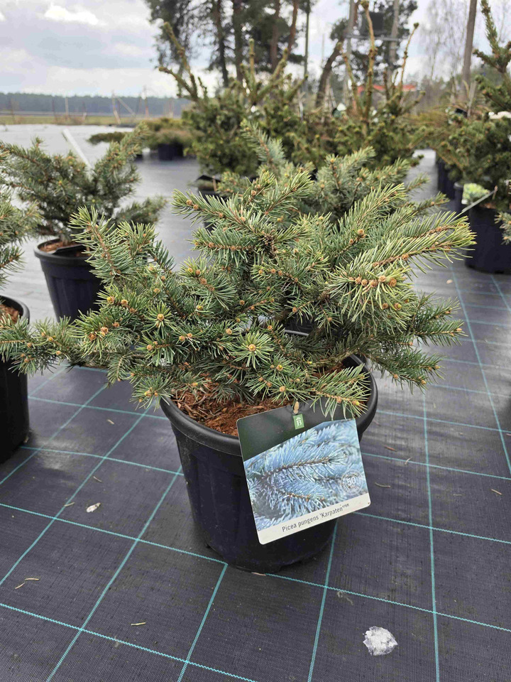 Eglė dygioji (Lot Picea pungens) 'Karpaten' C15 40-50 CM | EGLĖS | SPYGLIUOČIAI