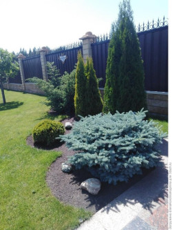 Eglė dygioji (Lot Picea pungens) 'Karpaten' C15 - nuotrauka 4