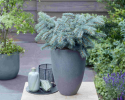 Eglė dygioji (Lot Picea pungens) 'Karpaten' C15 - nuotrauka 2