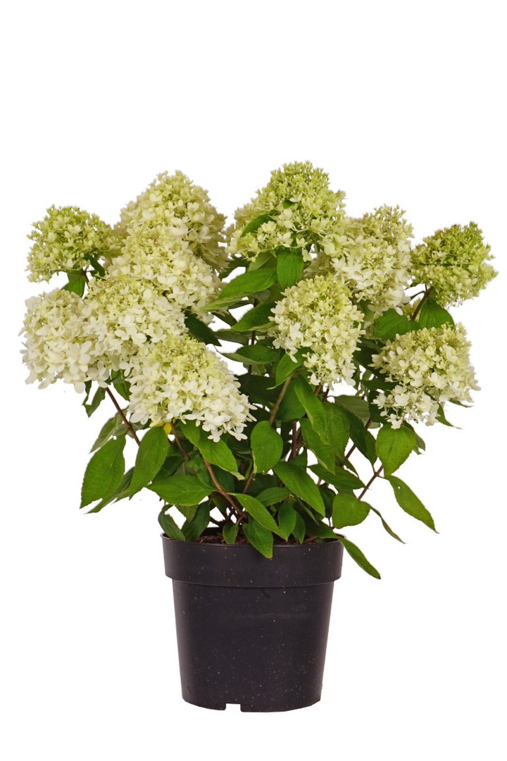Šluotelinė hortenzija (Lot Hydrangea pan.) 'Magical Andes' C5