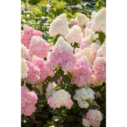 Šluotelinė hortenzija (Lot Hydrangea pan.) 'Magical Andes' C5 - nuotrauka 3