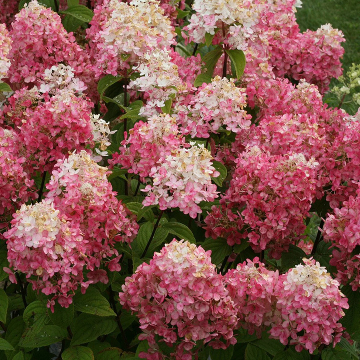 Šluotelinė hortenzija (Lot Hydrangea pan.) 'Magical Andes' C5