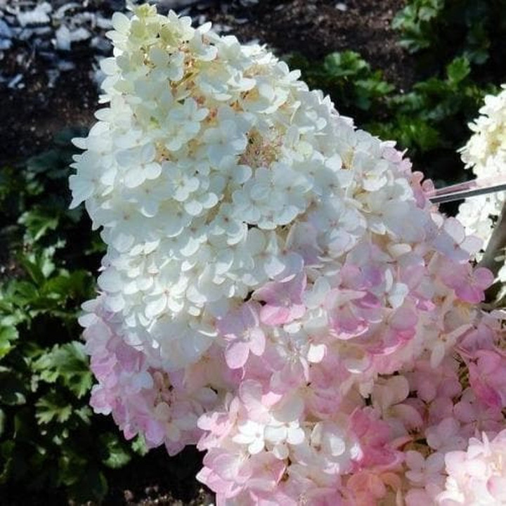 Šluotelinė hortenzija (Lot Hydrangea pan.) 'Magical Andes' C5