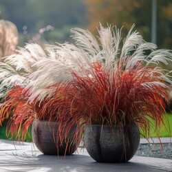Miskantas Kininis (Lot Miscanthus Sinensis) 'Lady in Red'® C3 - nuotrauka 4