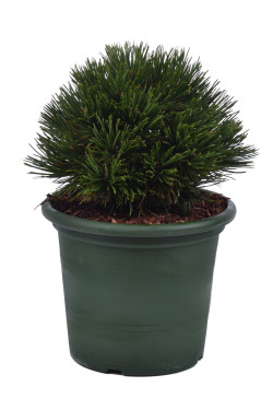 Pušis baltažievė (Lot Pinus heldr.) 'Schmidtii' C5/P23 25-30 CM - nuotrauka 3