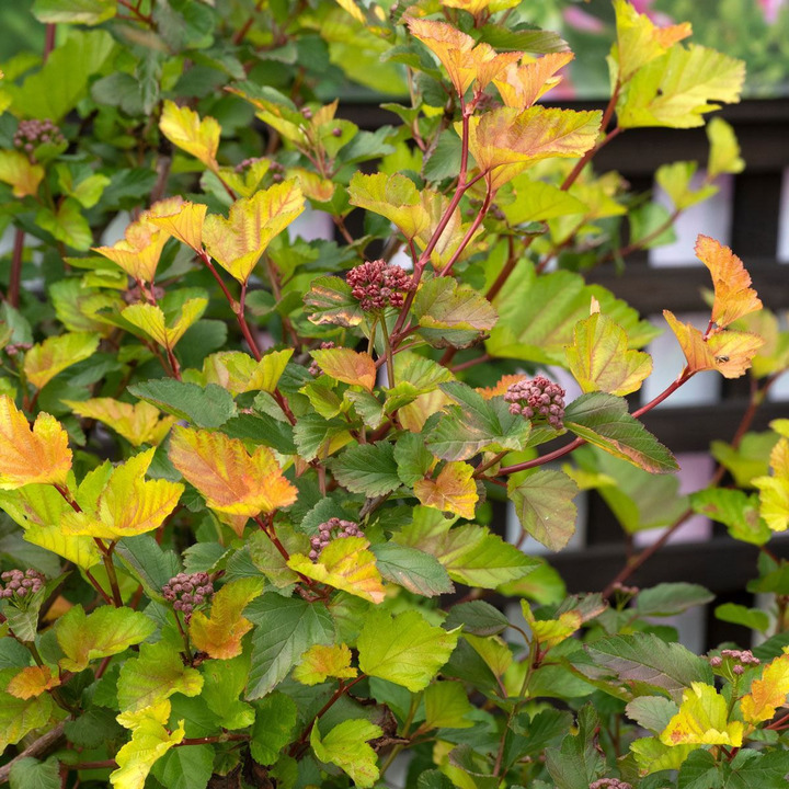 Pūslenis putinalapis (Lot Physocarpus op.) 'Magic Ball' C15 100-110 CM