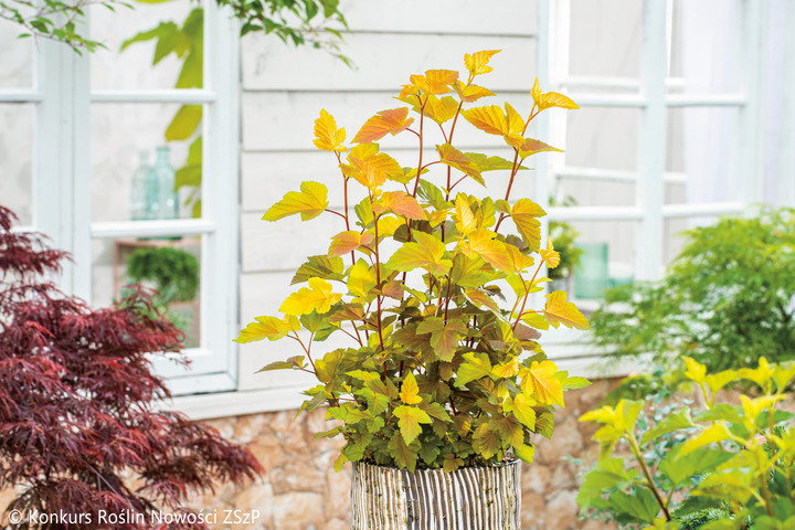 Pūslenis putinalapis (Lot Physocarpus op.) 'Magic Ball' C15 100-110 CM