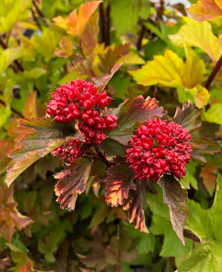 Pūslenis putinalapis (Lot Physocarpus op.) 'Magic Ball' C15 100-110 CM