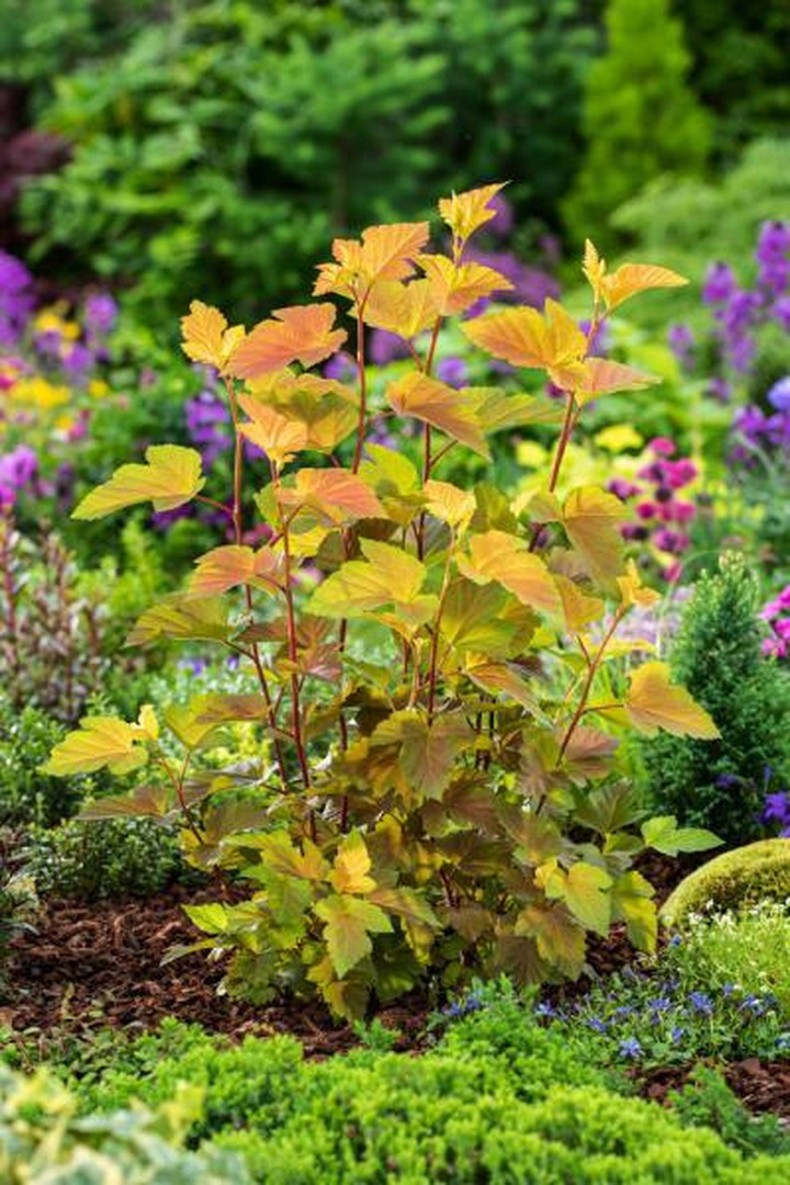 Pūslenis putinalapis (Lot Physocarpus op.) 'Magic Ball' C15 100-110 CM