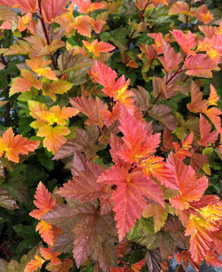 Pūslenis putinalapis (Lot Physocarpus op.) 'Magic Ball' C15 100-110 CM