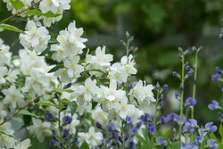 Jazminas (Lot Philadelphus) 'Erectus' C5 50-60 CM - nuotrauka 2