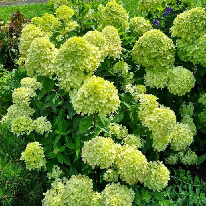 Šluotelinė hortenzija (Lot Hydrangea pan.) 'Little Lime' C3/P19 25-30 CM | ŠLUOTELINĖS HORTENZIJOS | HORTENZIJOS