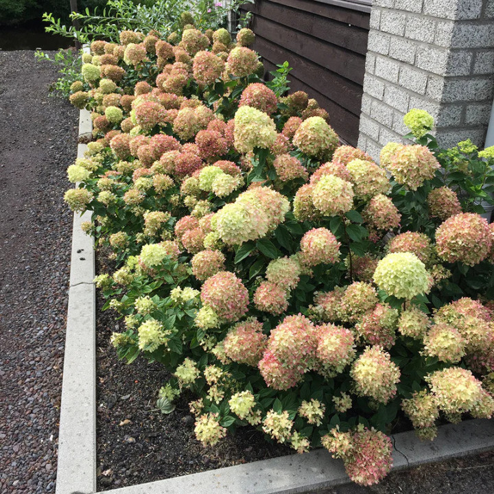 Šluotelinė hortenzija (Lot Hydrangea pan.) 'Little Lime' C3/P19 25-30 CM | ŠLUOTELINĖS HORTENZIJOS | HORTENZIJOS