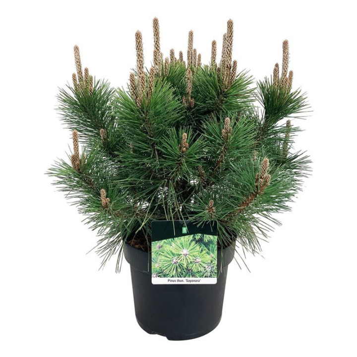 Pušis tunbergo (Lot Pinus thunbergii) 'Sayonara' C7,5/P26 40-50 CM | PUŠYS | SPYGLIUOČIAI