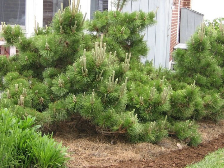 Pušis tunbergo (Lot Pinus thunbergii) 'Sayonara' C7,5/P26 40-50 CM | PUŠYS | SPYGLIUOČIAI