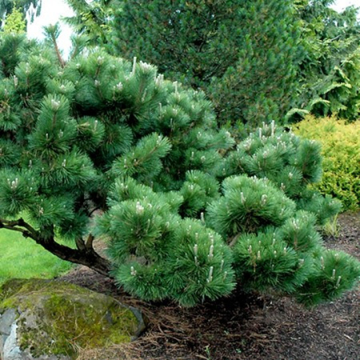 Pušis tunbergo (Lot Pinus thunbergii) 'Sayonara' C7,5/P26 40-50 CM | PUŠYS | SPYGLIUOČIAI