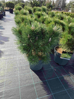 Pušis tunbergo (Lot Pinus thunbergii) 'Sayonara' C7,5/P26 40-50 CM - nuotrauka 5