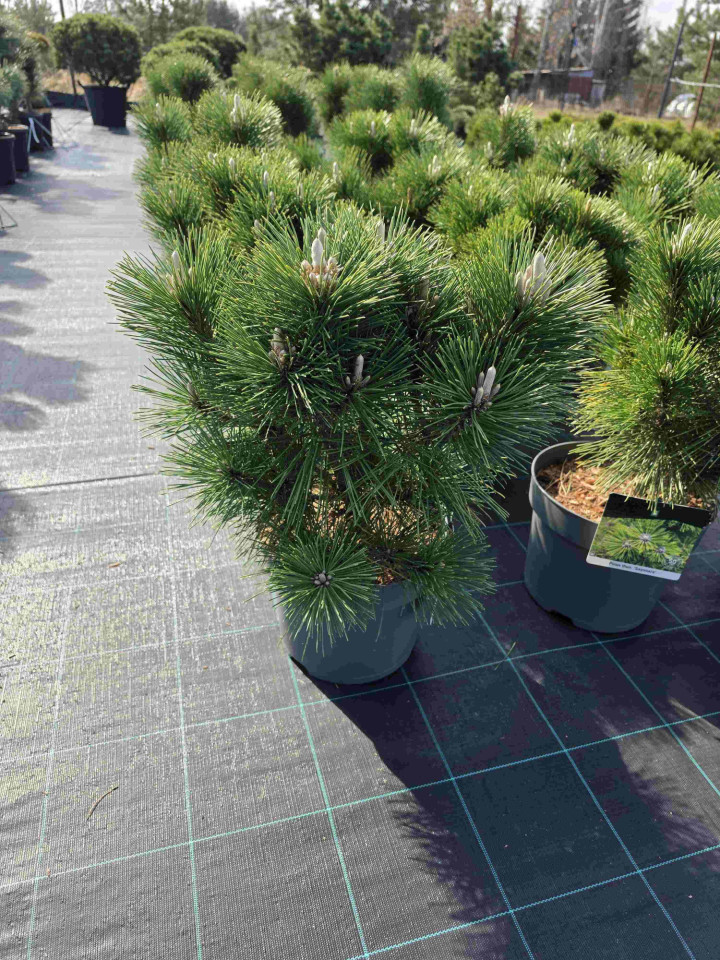 Pušis tunbergo (Lot Pinus thunbergii) 'Sayonara' C7,5/P26 40-50 CM | PUŠYS | SPYGLIUOČIAI