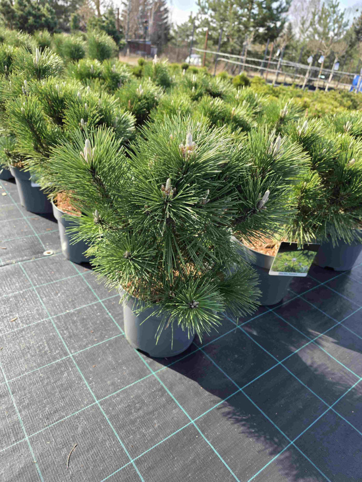 Pušis tunbergo (Lot Pinus thunbergii) 'Sayonara' C7,5/P26 40-50 CM | PUŠYS | SPYGLIUOČIAI