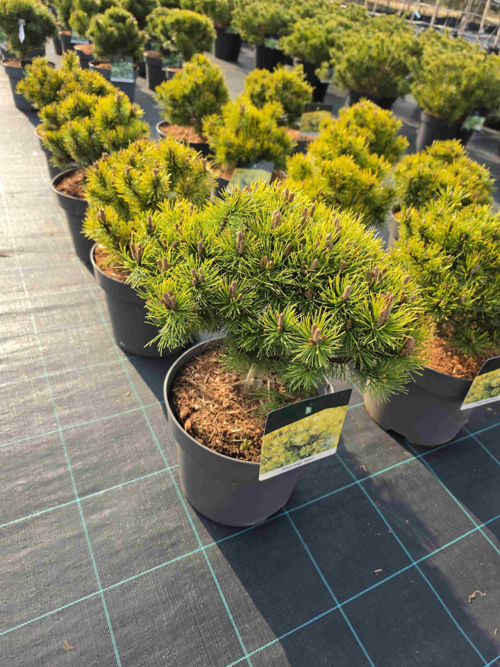 Pušis kalninė (Lot Pinus mugo) 'Ophir' C7,5/P26 25-30 CM | PUŠYS | SPYGLIUOČIAI