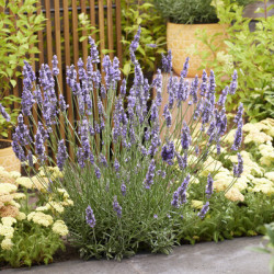 Tikroji levanda int. (Lot Lavandula int.) 'Sensational' C1.5 - nuotrauka 2