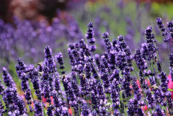 Tikroji levanda int. (Lot Lavandula int.) 'Sensational' C1.5 - nuotrauka 3