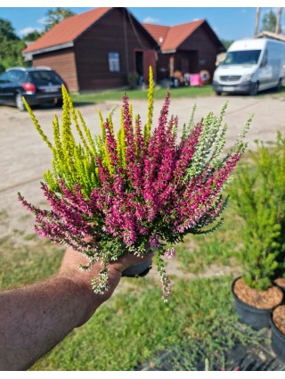 Viržis (Lot. Calluna Vulgaris) GARDEN GIRL TRIO-VIRŽIAI-DAUGIAMETĖS GĖLĖS