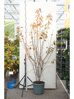 Medlieva lamarko (Lot Amelanchier lamarckii) C35 150-175 CM - nuotrauka 3