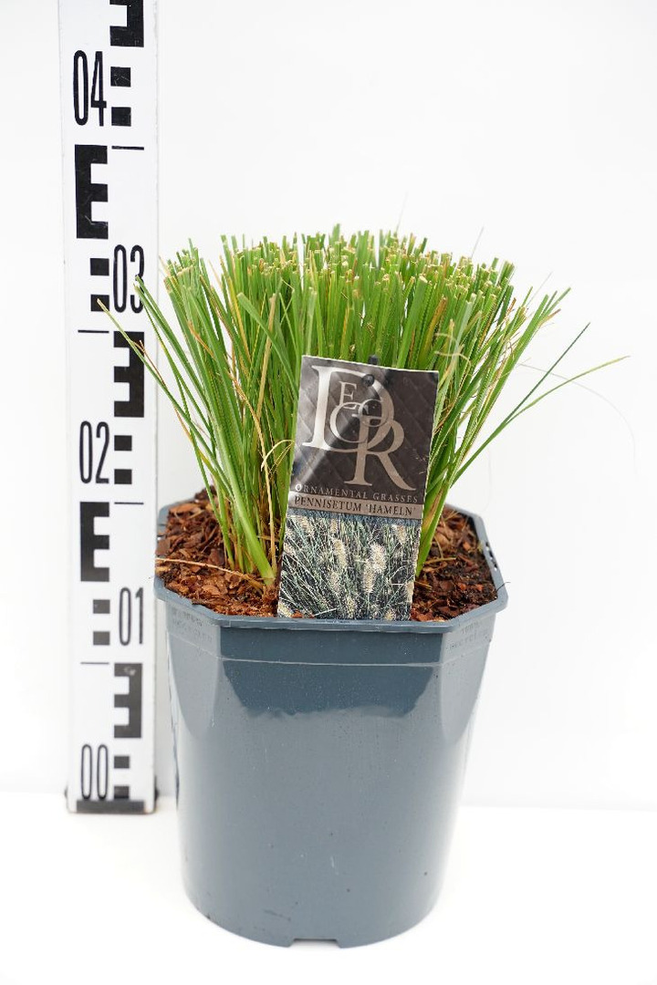 Soruolė Pašiaušėlinė( lot. Pennisetum alopecuroides) Hameln | SORUOLĖS | SMILGOS - VARPINIAI AUGALAI