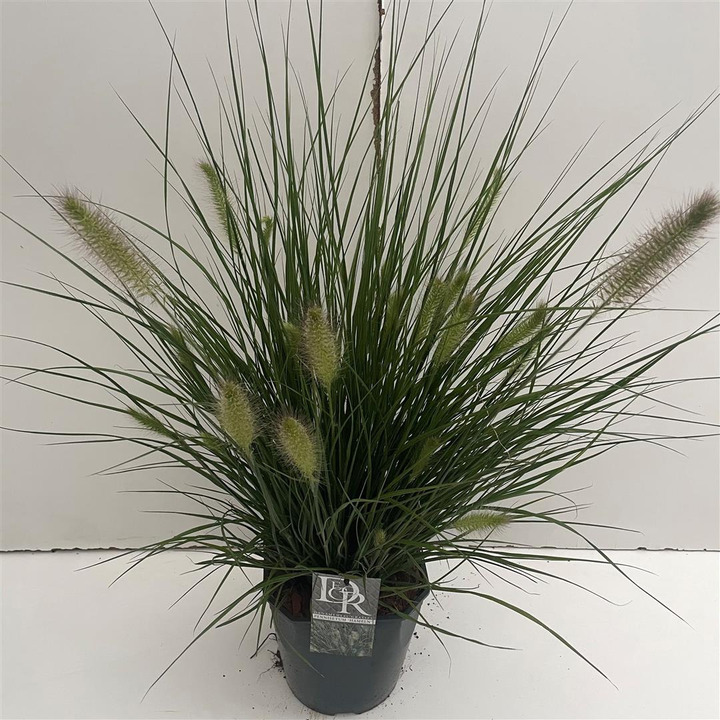 Soruolė Pašiaušėlinė( lot. Pennisetum alopecuroides) Hameln | SORUOLĖS | SMILGOS - VARPINIAI AUGALAI
