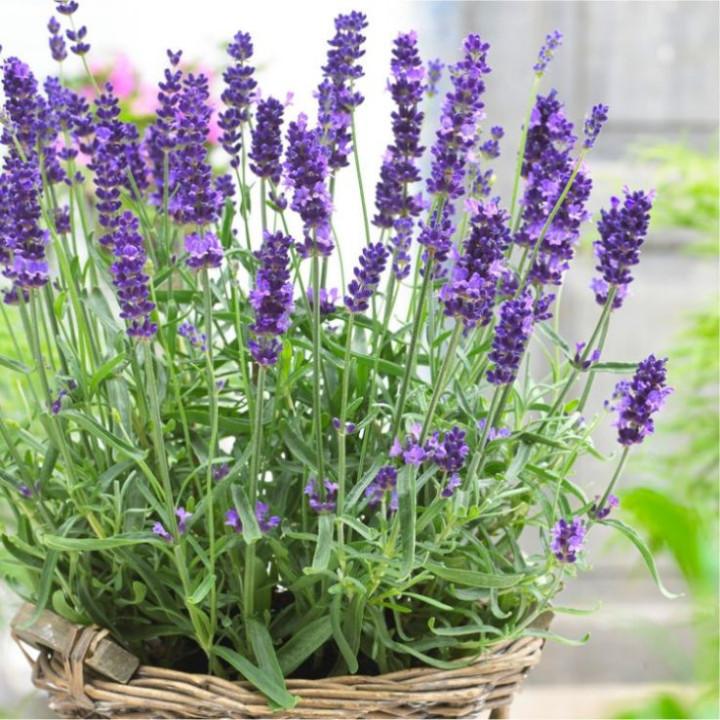 Tikroji levanda (Lot Lavandula ang.) 'Hidcote' C2